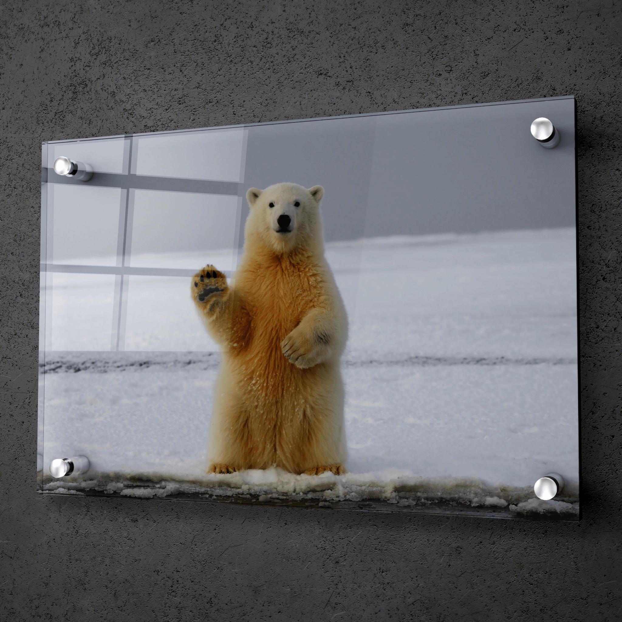 Arctic Greeting: Polar Bear Acrylic Glass Wall Art - Wallfix