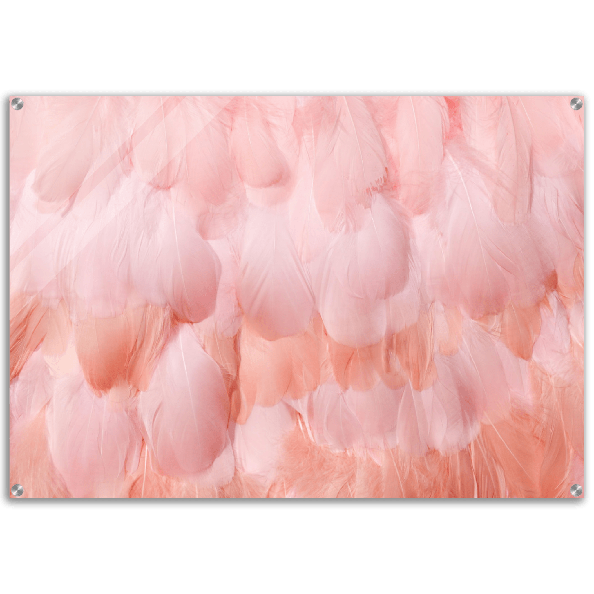 Lush Layers: Textured Pink Feathers Acrylic Glass Wall Art - Wallfix