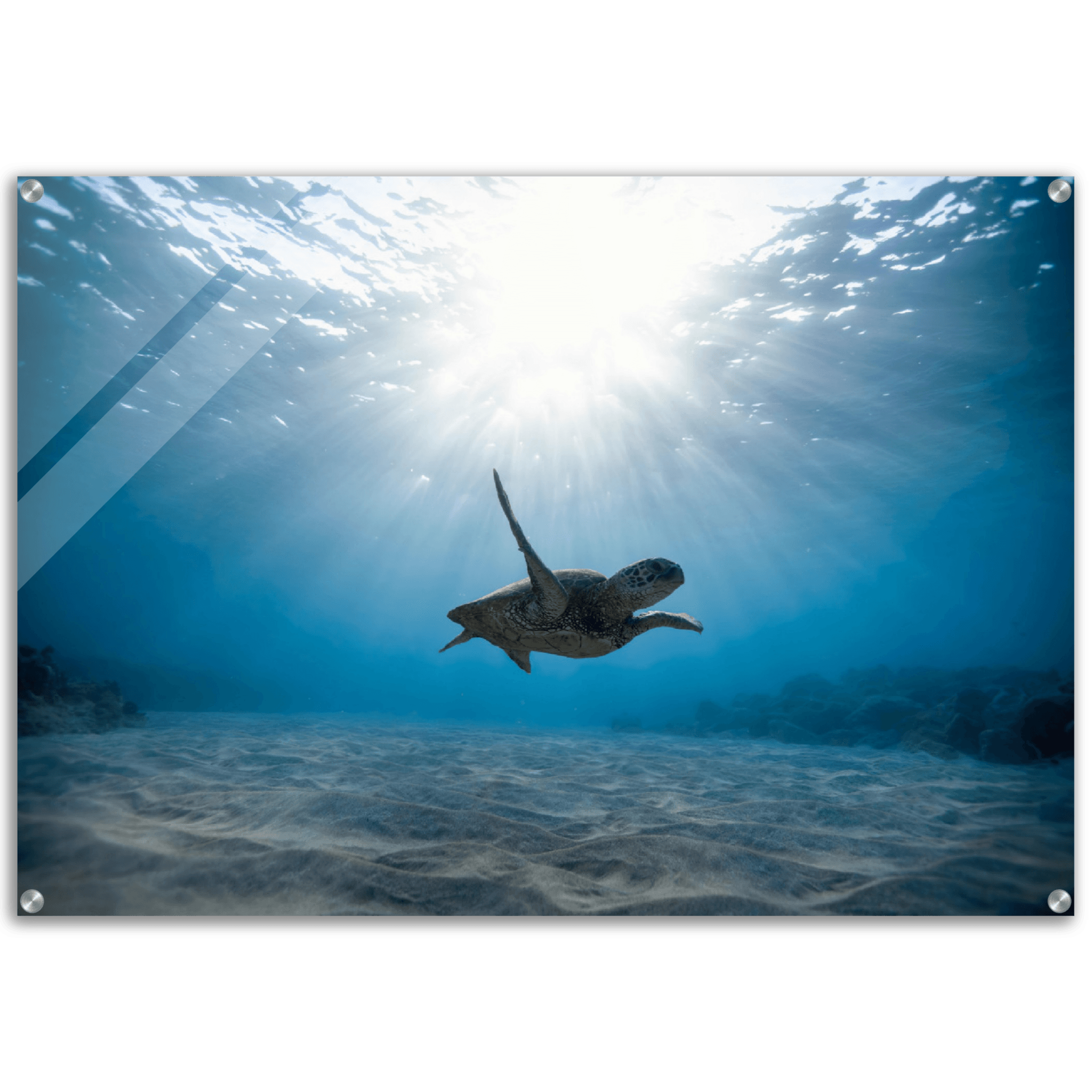 Ocean's Beauty: Majestic Sea Turtle Acrylic Glass Wall Art - Wallfix