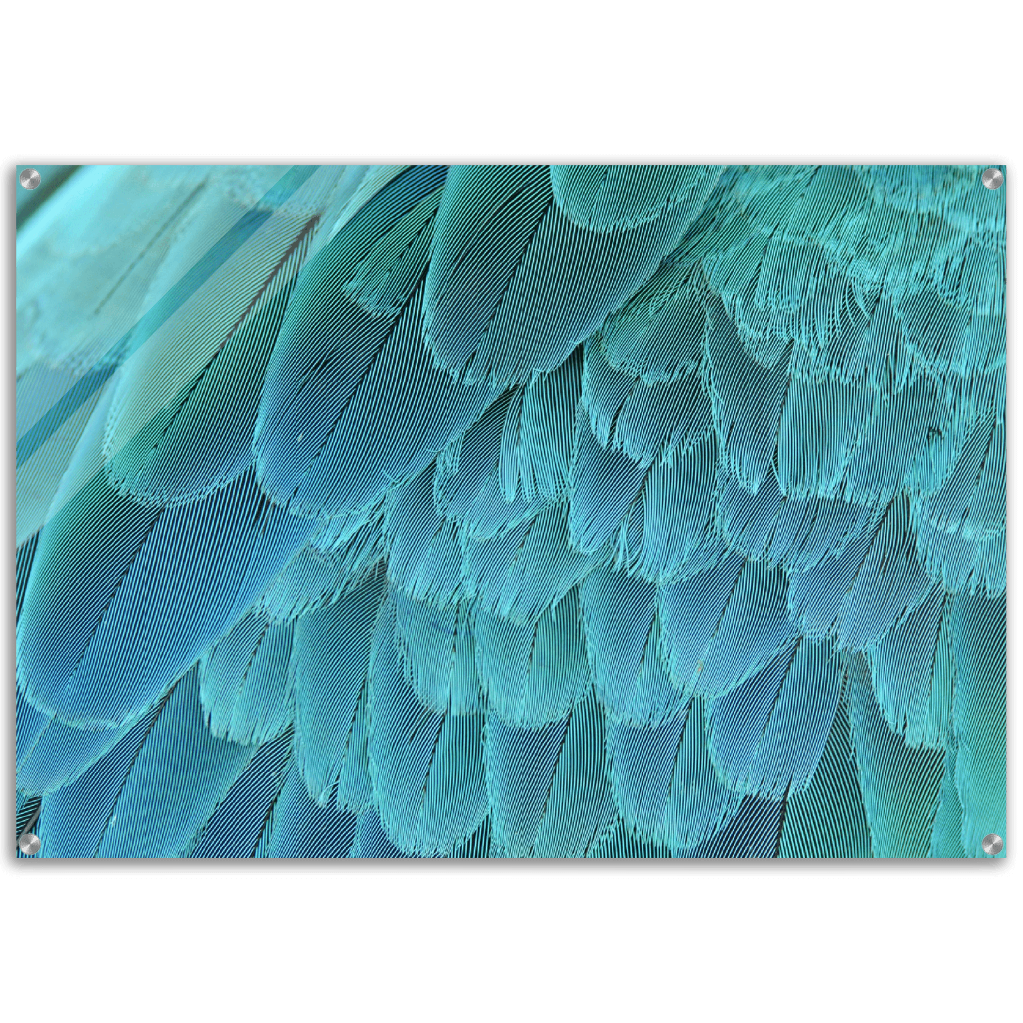 Royal Elegance: Blue Macaw Feathers Acrylic Glass Wall Art - Wallfix