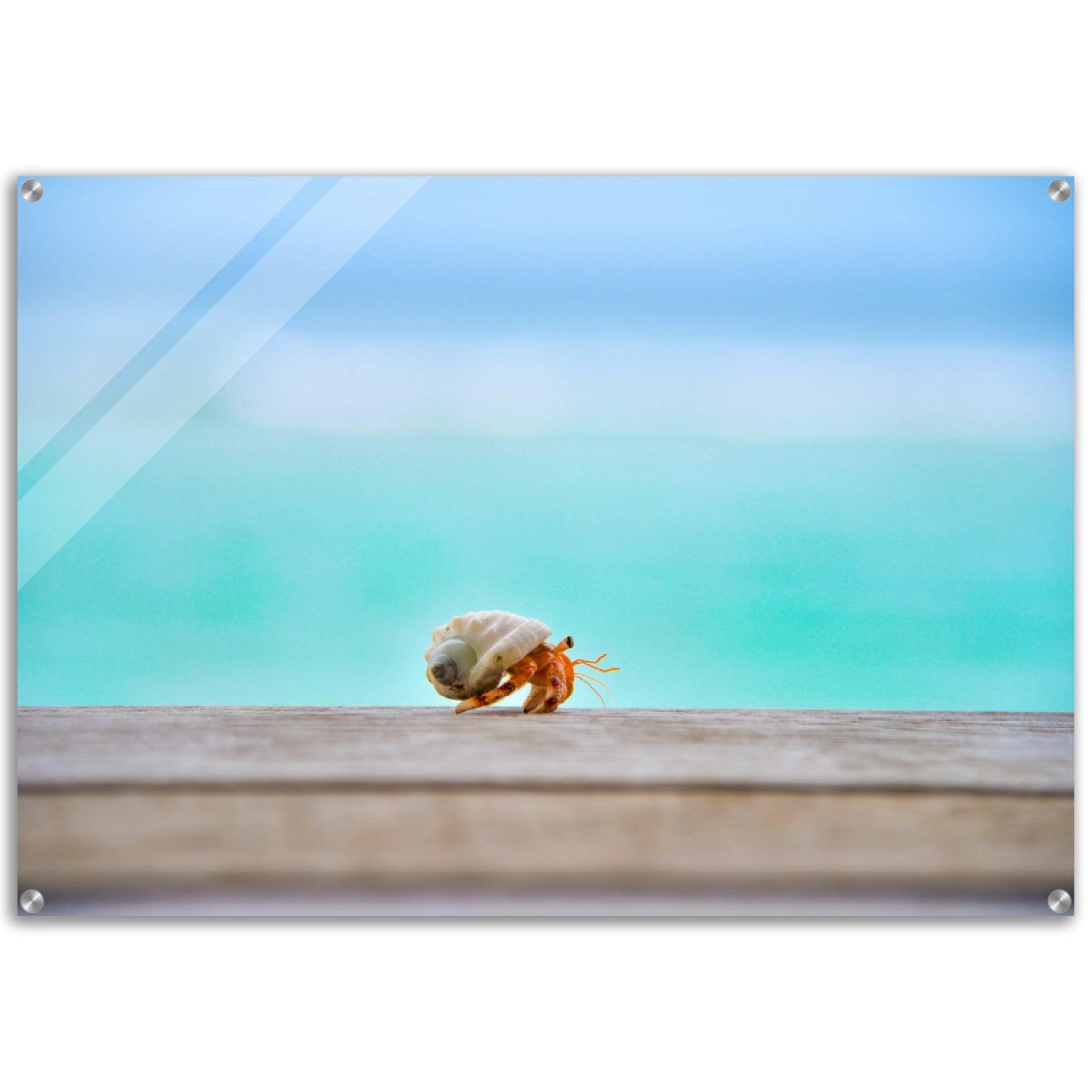 Sea Life: Hermit Crab Acrylic Glass Wall Art - Wallfix