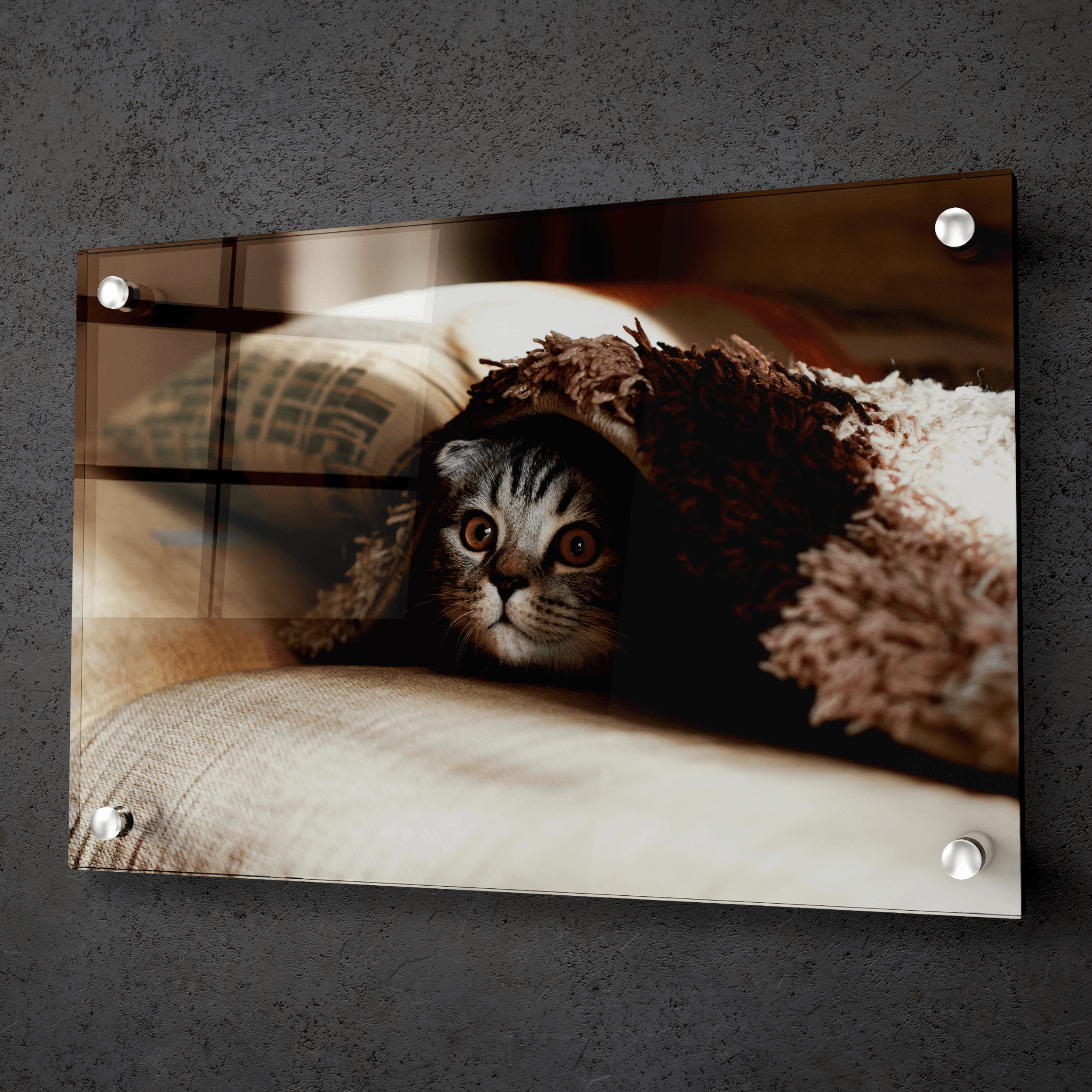 Snuggled Up: Cute Kitten Acrylic Glass Wall Art - Wallfix