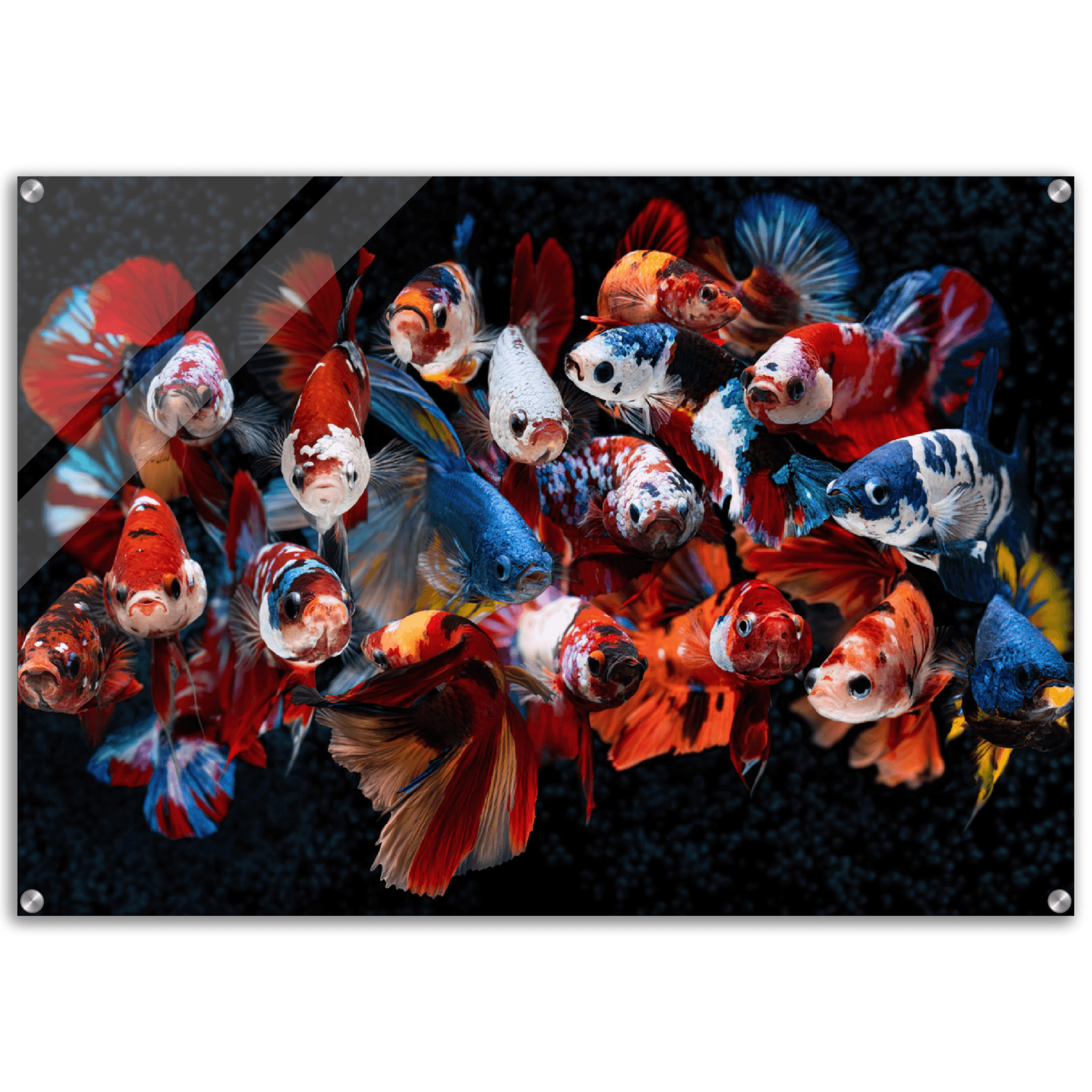 Symphony of Fins: Betta Fish Acrylic Glass Wall Art - Wallfix