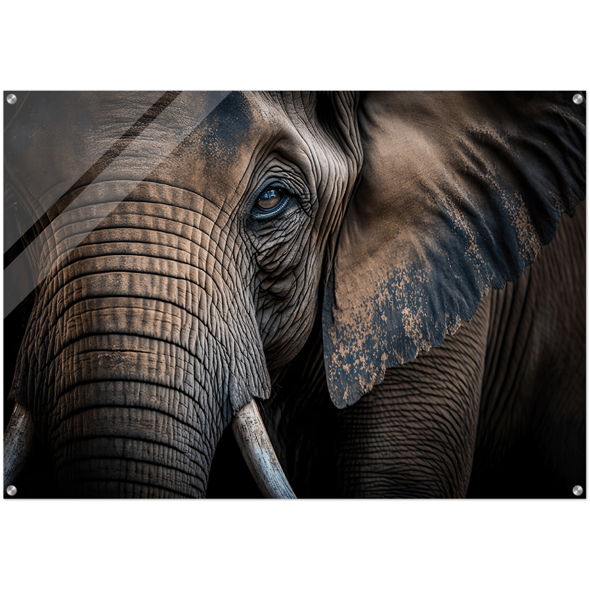 The Gentle Giant: Elephant Acrylic Glass Wall Art - Wallfix
