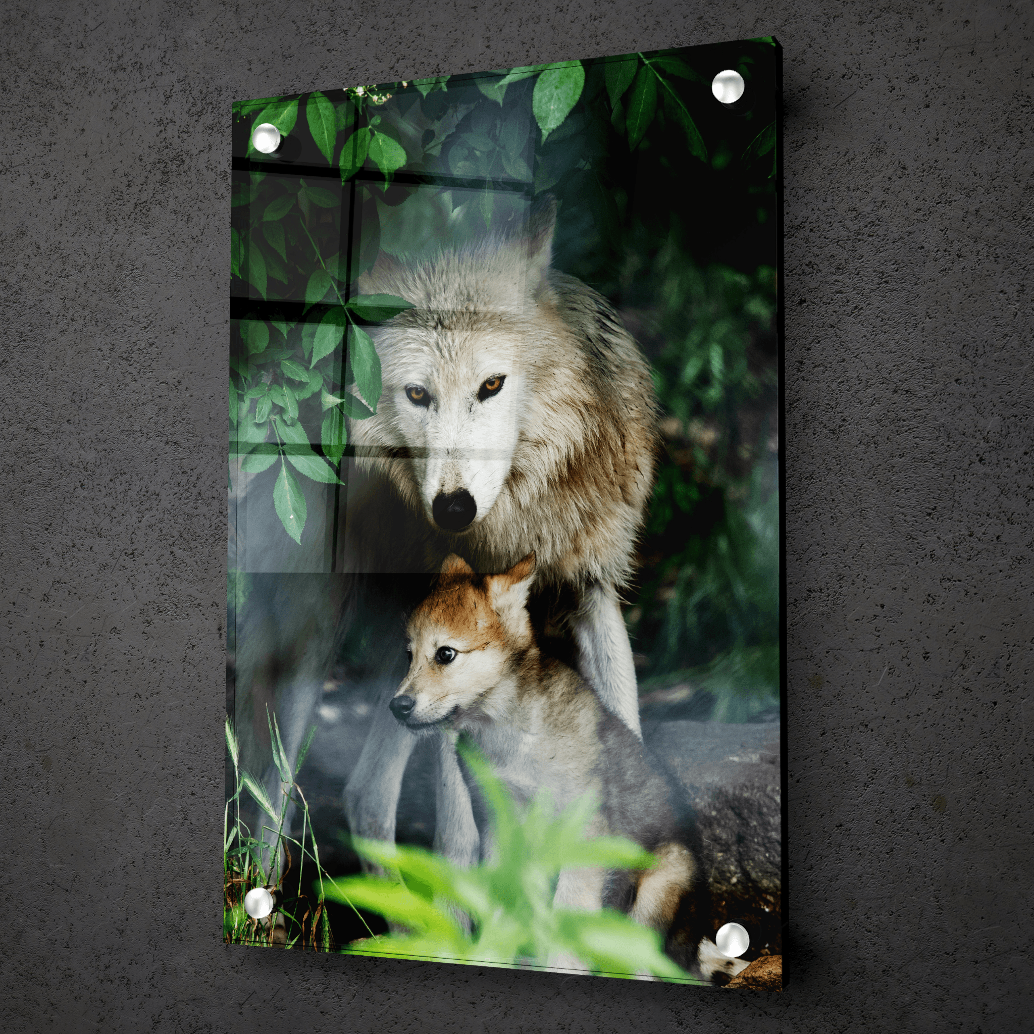 Untamed Loyalty: Wolf and Cub Acrylic Glass Wall Art - Wallfix