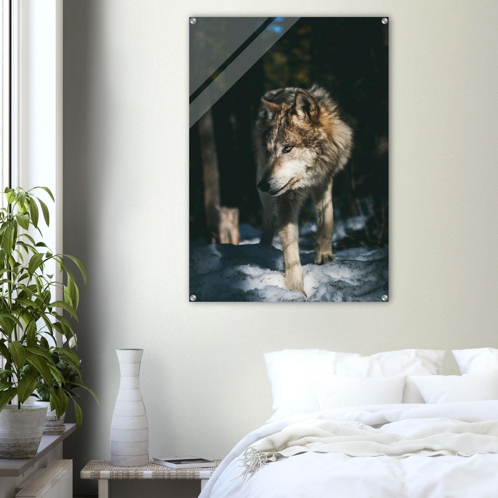 Wild Winter: The Watchful Wolf Acrylic Glass Wall Art - Wallfix