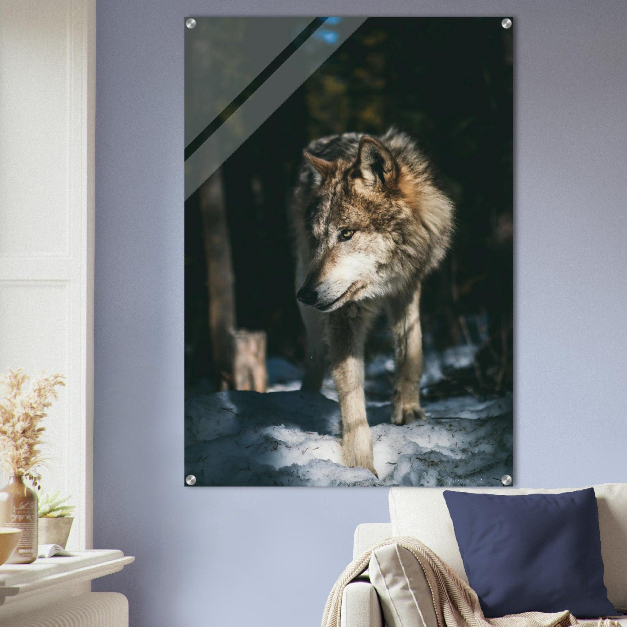 Wild Winter: The Watchful Wolf Acrylic Glass Wall Art - Wallfix