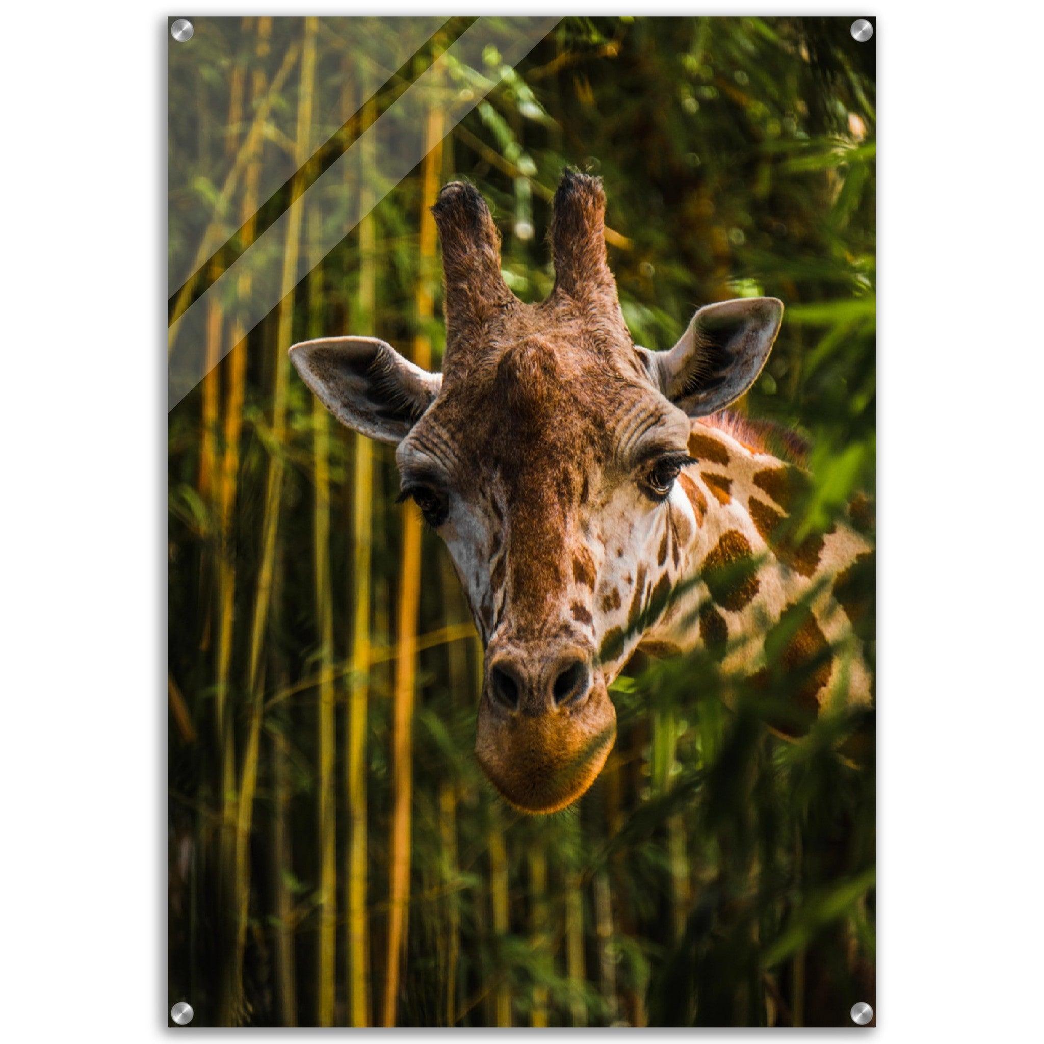Wild Wonders: Giraffe Acrylic Glass Wall Art - Wallfix